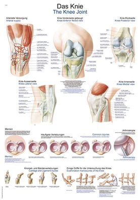 Lehrtafel Das Knie 50x70cm