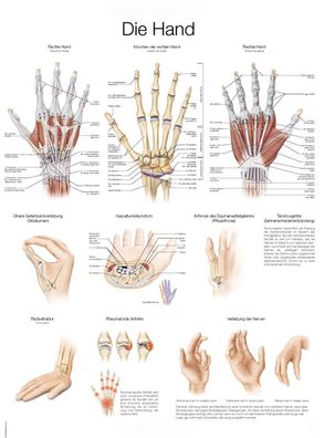 Lehrtafel Die Hand 50x70cm