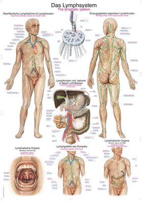 Lehrtafel Das Lymphsystem 50x70cm