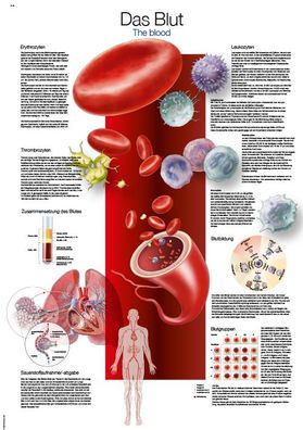 Lehrtafel Das Blut 70x100cm