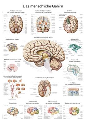 Lehrtafel Das menschliche Gehirn (deutsch) 70x100cm