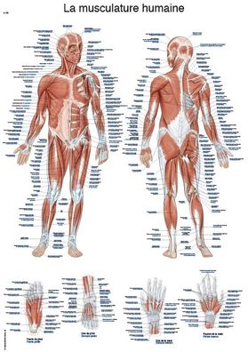 Lehrtafel La musculature humaine 50x70cm