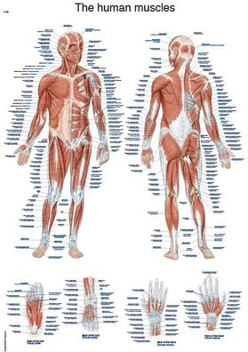 Lehrtafel The human muscles 50x70cm