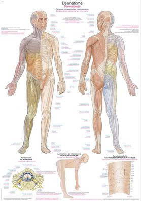 Lehrtafel Dermatome 50x70cm