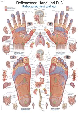 Lehrtafel Reflexzonen Hand und Fuß 50x70cm