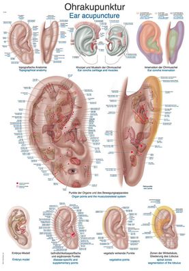 Lehrtafel Ohrakupunktur 50x70cm