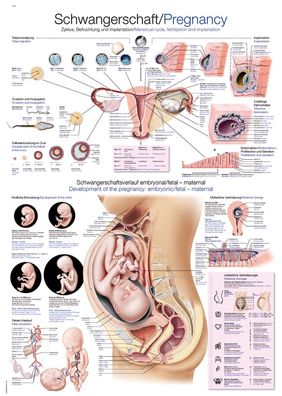 Lehrtafel Schwangerschaft 50x70cm