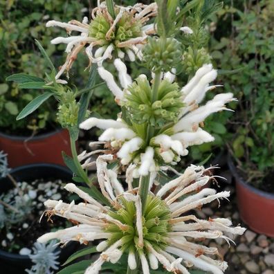Schneeweisses Afrikanisches Löwenohr -Leonotis leonurus 10+ Samen E 351