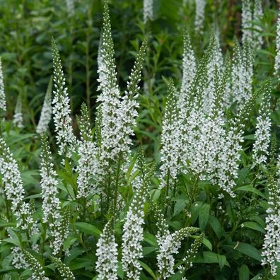 Spanischer Felberich - Lysimachia ephemerum 10+ Samen - Seeds Z 165