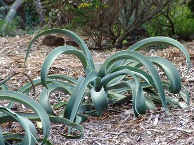 Tintenfisch - Oktopus AGAVE vilmoriniana 10+ Samen - sukkulente Pflanze W 237