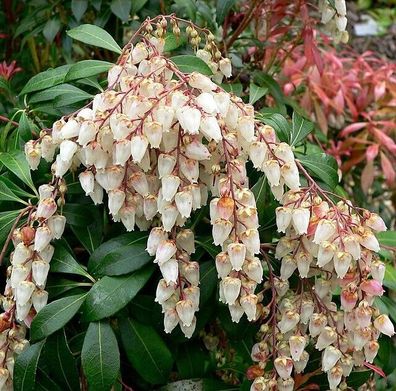 Japanische Lavendelheide - Pieris japonica 10+ Samen W 238