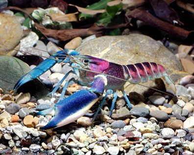 Blau-Rosa Krebs - Cherax pulcher