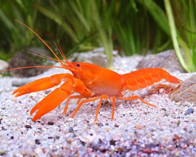 Sunshine Aprikosenkrebs - Cherax snowden "Irianto Red"