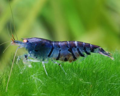 Blaue Tigergarnele OE - Caridina mariae