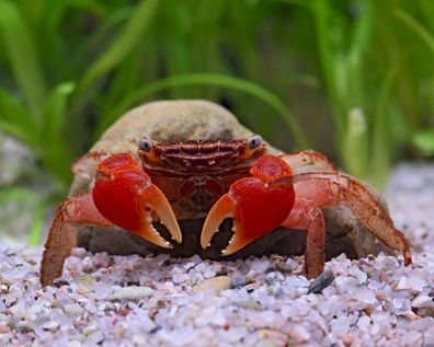 Rote Mangrovenkrabben, Pseudosesarma moeshi