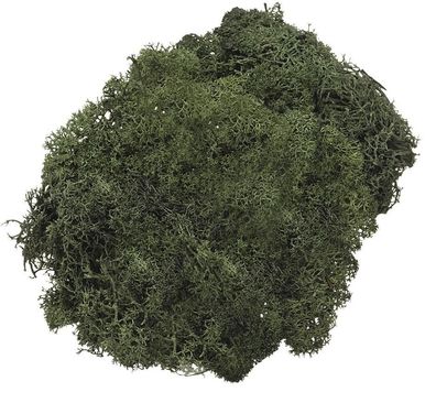 KNORR prandell 216694462 Islandmoos tannengrün