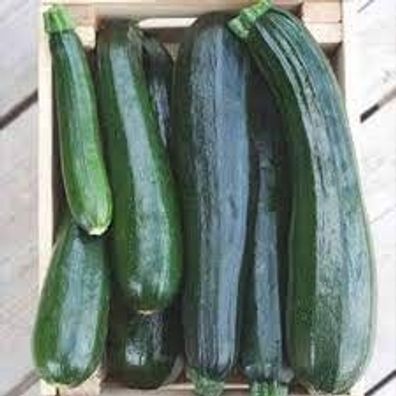 Samen Grüne Zucchini Black Beauty Cucurbita pepo Zucchini Samen Garten Gemüse