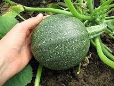 Hellgrüne runde Zucchini 10 Samen Cucurbita PEPO ´Tondo di Nizza´ Zart