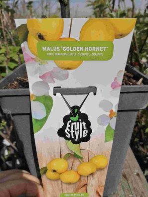 Zierapfel 'Golden Hornet' - Apfelbaum - Malus 'Golden Hornet' Apfelbaum Obstbaum