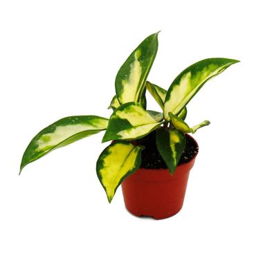 Mini-Pflanze - Hoya carnosa tricolor - Porzellanblume - Ideal für kleine Schalen