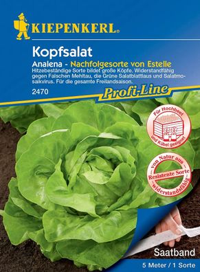 KIEPENKERL® Kopfsalat Analena 5 Meter Saatband - Gemüsesamen