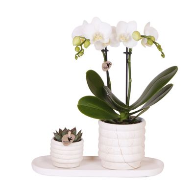 Pflanzenset Slow Living Small | Weiße Phalaenopsis Orchidee Lausanne und Sukkulen