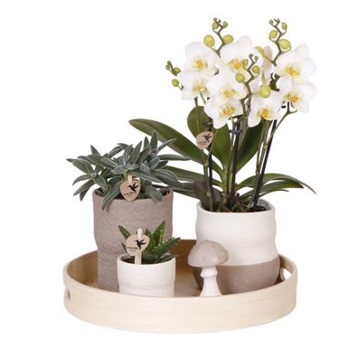 Kolibri Company | Pflanzenset Slow Living | Weiße Phalaenopsis Orchidee Lausanne