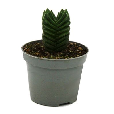 Sukkulente - Crassula Buddhas Tempel - Mini-Dickblatt - 6cm Topf