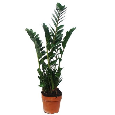 Zimmerpflanze - Zamioculcas - Zamio Palme - ca. 80cm hoch