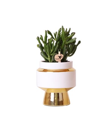 Kolibri Greens - Grünpflanze - Sukkulente Crassula Hobbit im Le Chic Topf gold