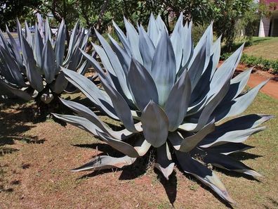 Mezcal - Agave - Agave americana 5+ Samen sukkulente Pflanze E 353