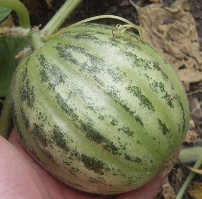 Rundliche Gurkenmelone Cianciuffo 5+ Samen -Carosello Tondo di Fasano Cu 060