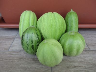 Gurkenmelonen Mischung 10+ Samen Cucumber - melon seed mixture Cu 063