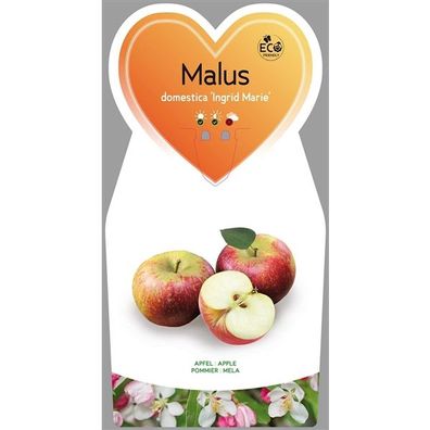 Malus domestica Ingrid Marie - Herbstapfel - Apfelbaum Obstbaum Gehölz Apfel