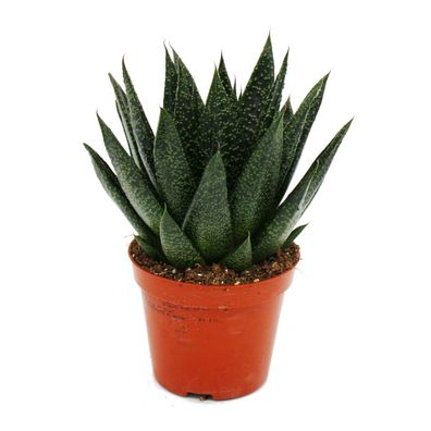 Sukkulente - Gasteria D Due - Gasterie - 8,5cm Topf