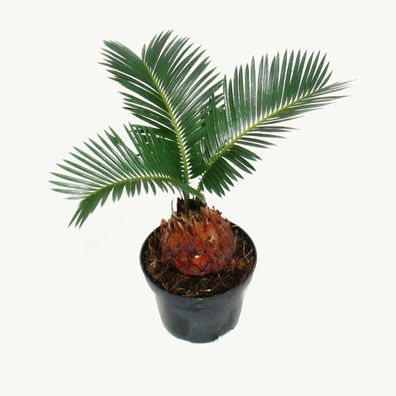 Cycas revoluta - Japanischer Palmfarn mit Knolle - 9cm Topf