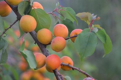 Prunus Armeniaca - Aprikose 100-130 cm Frische Fruchtpflanze für Deinen Garten