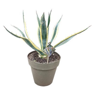 Agave Americana Variegata Exotische Schönheit für Ihren Garten Robust mediterran