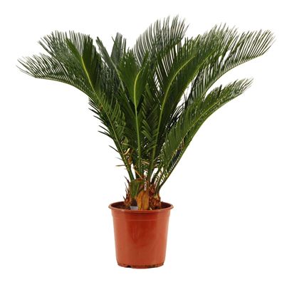 Cycas Revoluta - 65-70 cm / Stamm 10-15 cm - Exotische Eleganz für Ihr Zuhause