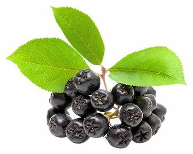 Apfelbeere - Aronia prunifolia 'Viking' - Kahle Apfelbeere - Schwarze Eberesche