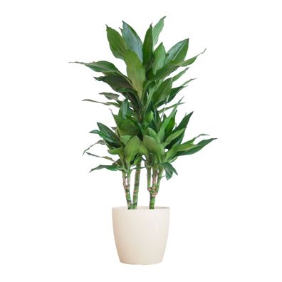 Dracaena Janet Lindt mit Viber Weiß - Ø21cm - 95cm - Zimmerpflanze - Immergrün