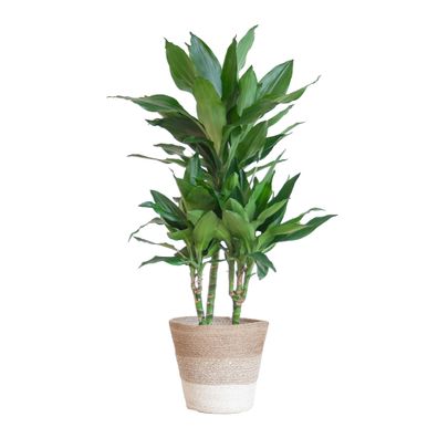 Dracaena Janet Lindt mit Pflanzkorb Lissabon weiß - Ø21cm - 85-95cm - Zimmerpfla