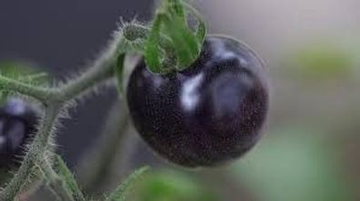 schwarze Kirschtomate Tomate Samen Tomatensamen