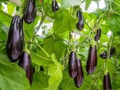 Aubergine lila Samen Auberginensamen