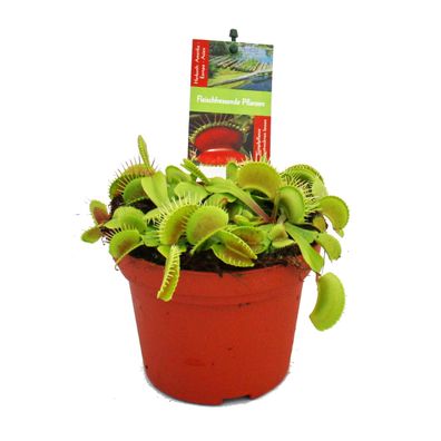 Venusfliegenfalle - Dionaea muscipula -12cm Topf