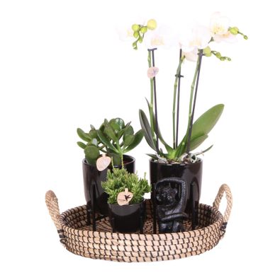 Komplettes Pflanzenset Home Hub | Grünpflanzen mit weißer Phalaenopsis-Orchidee