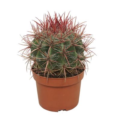 Roter Teufelszungen-Kaktus - Ferocactus stainesii - Pflegeleichte Zimmerpflanze