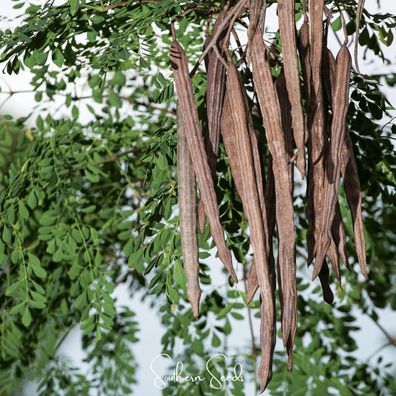 Moringa Oleifera - Meerrettichbaum 5+ Samen - frostempfindliche Baum E 360