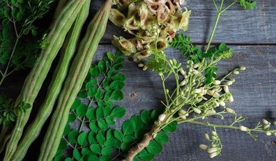 KONKAN Moringa 5+ Samen - Moringa concanensis - schnell wachsende Baum E 359