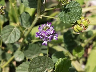 Malayischer TEE - Babchi 25+ Samen - Psoralea corylifolia mehrjährige E 358